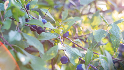 blackthorns hanging on a branch