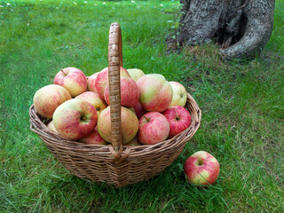 Freshly picked ripe apples in a basket on the green grass