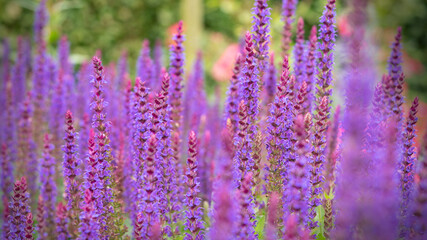 Fototapeta na wymiar lavender plants in the flower patch