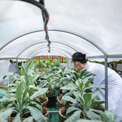 plant medicine biology scientist research concept, outdoor agricultural technology laboratory field