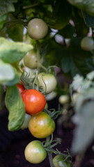 green tomatoes on a branch