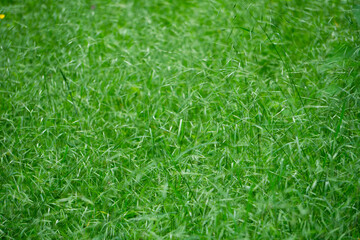 green grass background