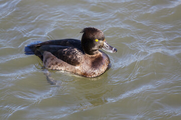 Tufted Duck (Aythya fuligula) floating on the water