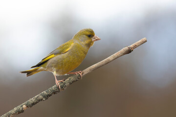 Obraz premium Green finch Chloris chloris stting on a branch