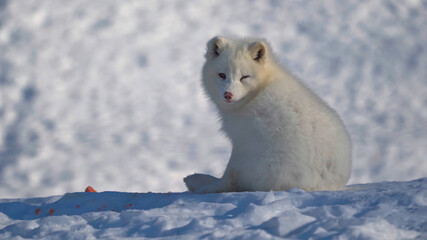 Fototapeta na wymiar fox in snow