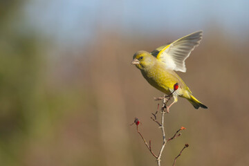 Green finch Chloris chloris stting on a branch