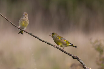 Green finch Chloris chloris stting on a branch