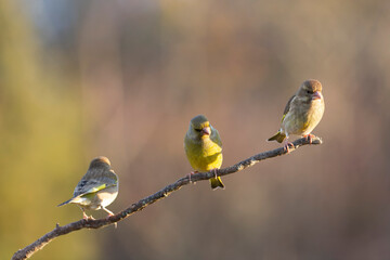 Green finch Chloris chloris stting on a branch