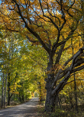 Majestic old tree in autumn colors, on Crawford Road, at Seven Ponds Nature Area, Dryden, Michigan.