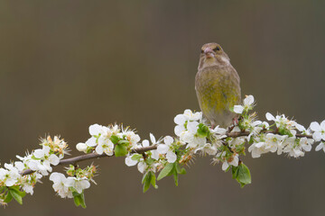 Obraz premium Green finch Chloris chloris stting on a branch