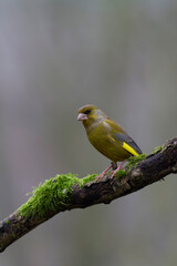 Green finch Chloris chloris stting on a branch