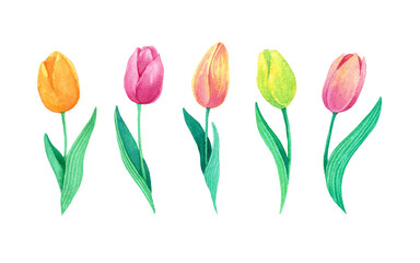 Five watercolor tulips on white backgroun isolated. Orange, pink, red, yellow hand drawn flowers.