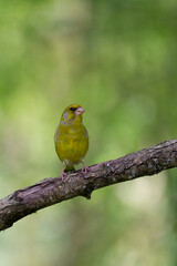 Fototapeta premium Green finch Chloris chloris stting on a branch