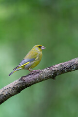 Green finch Chloris chloris stting on a branch