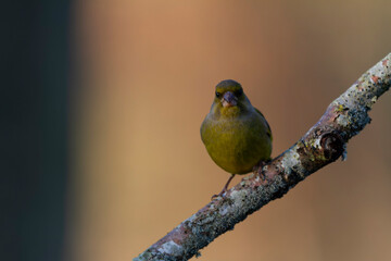 Green finch Chloris chloris stting on a branch