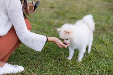 White pomeranian get her treat from owner
