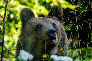 The eurasian brown bear in the Carpathians of Romania