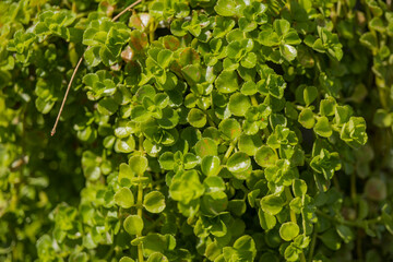 green leaves background