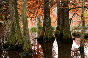 Bald Cypress Trees at Boulieu pond