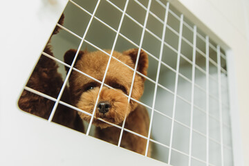 Little poodle in a cage.
