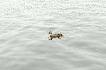 Wild Duck swims in the lake
