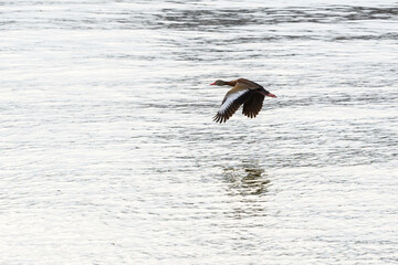 Black-bellied whistling duck in flight over the Mississippi River