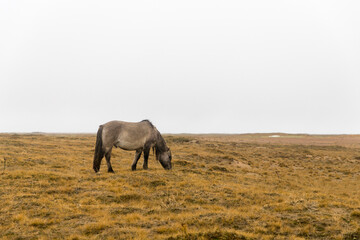 Fototapeta na wymiar Horse of gray color with a long mane of the Yakut breed in the village of Kuzomen on the Kola Peninsula