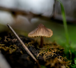macro photography of a mushroom isolated in the forest