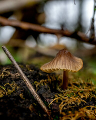 macro photography of a mushroom isolated in the forest