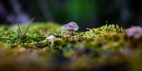 macro photography of a mushroom isolated in the forest