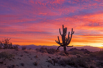 Lone Saguaro Cactus At Sunrise Time In Arizona