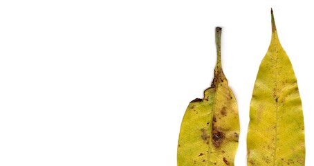 autumn leaf isolated on white background