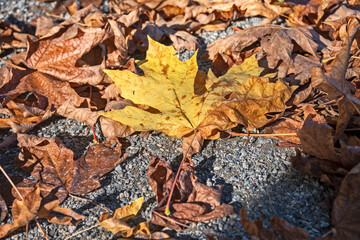 Yellow leaf amont old bug leaves lighted up with sun on autumn season