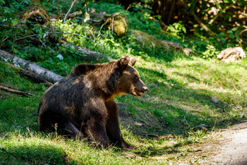 Obraz na płótnie Canvas The eurasian brown bear in the Carpathians of Romania