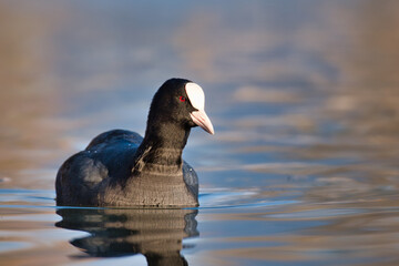 Curious coot swims in the evening sun