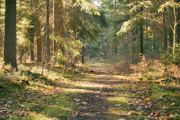 leśna jesienna ścieżka - obrazy, fototapety, plakaty