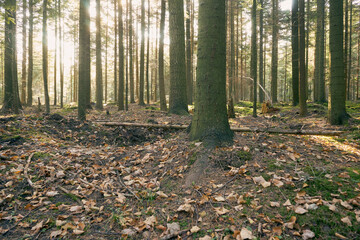 leśna jesienna ścieżka - obrazy, fototapety, plakaty