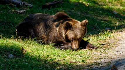 Naklejka na ściany i meble The eurasian brown bear in the Carpathians of Romania