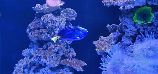 Blue Surgeonfish (Paracanthurus)