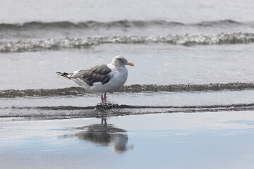 An adult seagull stands on the bank of the oken and is reflected in the water