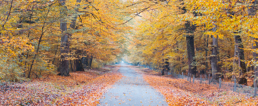 Path through vibrant autumn European deciduous forest