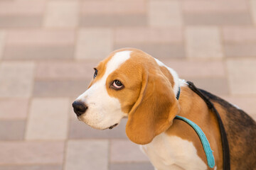 Portrait sad cute beagle puppy dog looking up.