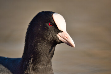 Curious coot swims in the evening sun