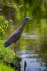 Black Crowned Night Heron: New Orleans, Louisiana