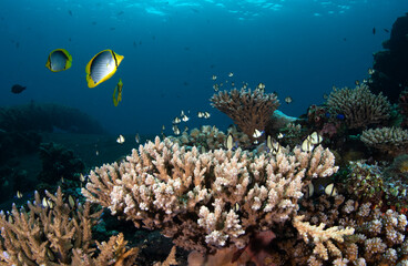 Coral reefs at the Liberty ship wreck. Underwater world of Tulamben, Bali, Indonesia. 