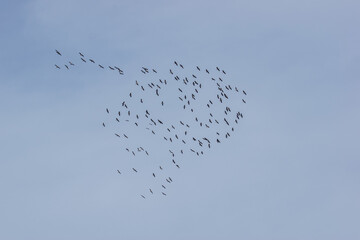 Kraniche, Zugvögel, Grus grus, Vogelzug, Winter, Frühling, Himmer, Vogel, Vögel, Therrmik, Leverkusen, 20.02.2021