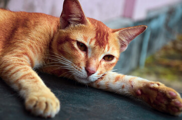 Closeup of a tabby cat resting on the floor in leisure time. Beautiful orange and white striped...