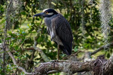 Naklejka premium Black Crowned Night Heron: New Orleans, Louisiana