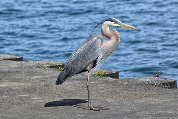 Great Blue Heron at Presque Isle: Erie, Pennsylvania