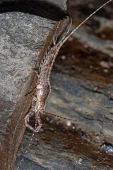 Deutscher Felsenspringer, Machilis germanica, Reil (Mosel), 22.03.2021